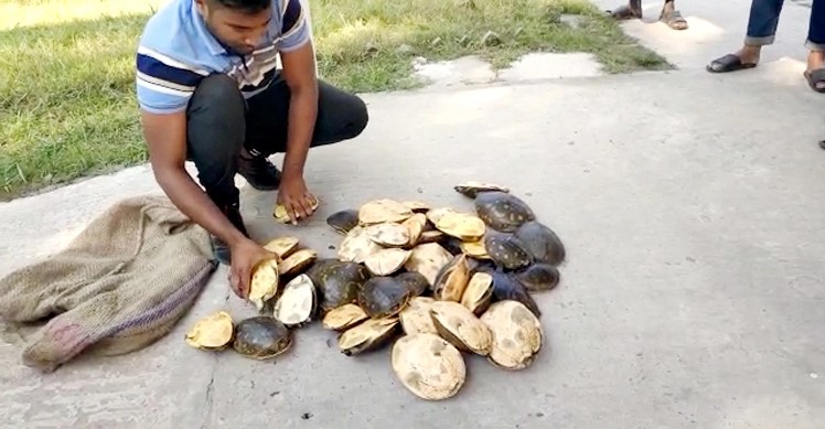 কলাপাড়ায় যাত্রীবাহী বাস থেকে ৫০ কচ্ছপ উদ্ধার