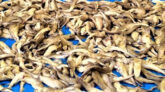 পাথরঘাটায় ১২০০ হাঙরসহ ব্যবসায়ী আটক