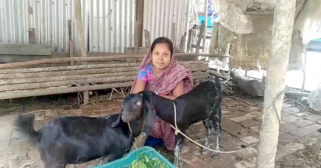 মঠবাড়িয়ায় জেলেদের কাছ থেকে উৎকোচ নিয়ে গরুর বদলে দিল ছাগল!