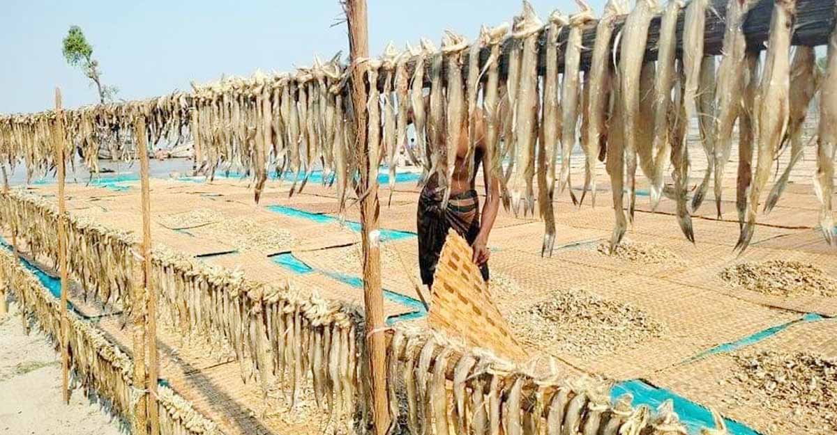 তালতলীতে শুঁটকির মৌসুমে দাম নিয়ে শঙ্কায় ব্যবসায়ীরা