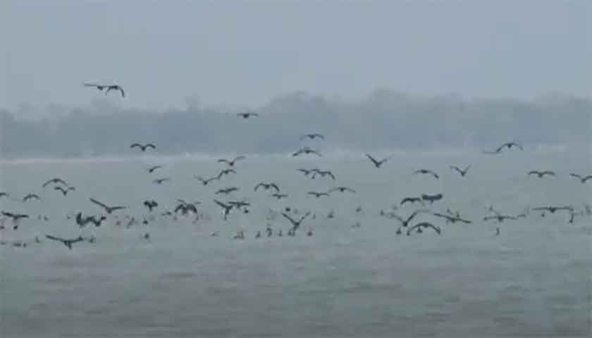ঝালকাঠির বিশখালী নদীতে অতিথি পাখির অভয়ারণ্য