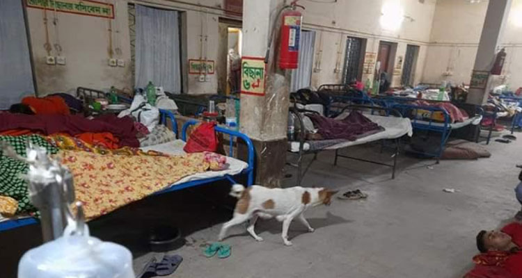 হাসপাতালে রোগীর গা ঘেঁষে ঘুরছে কুকুর, দেখার কেউ নেই