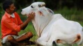 ভালোবাসা দিবসে গরুকে জড়িয়ে ধরতে নোটিশ