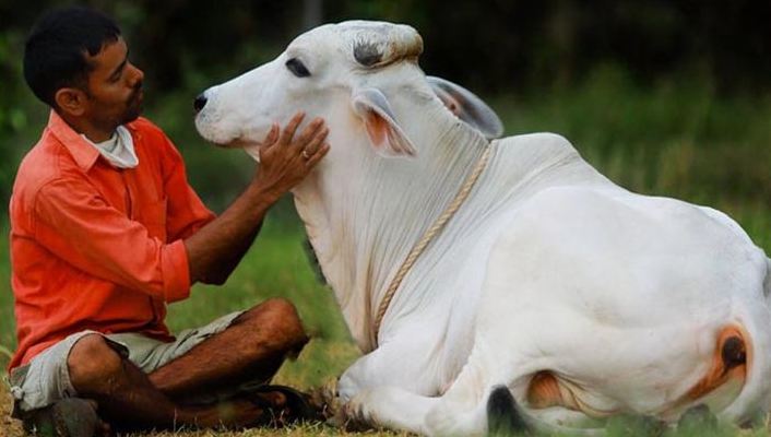 ভালোবাসা দিবসে গরুকে জড়িয়ে ধরতে নোটিশ