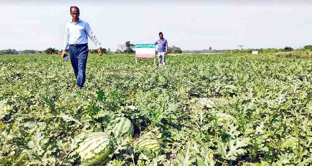 ঝালকাঠিতে তরমুজের বাম্পার ফলন কৃষকের মুখে হাসি