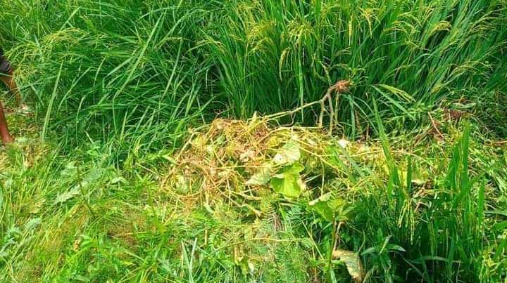 উজিরপুরে নিখোঁজ বৃদ্ধ’র লাশ ধান ক্ষেত থেকে উদ্ধার