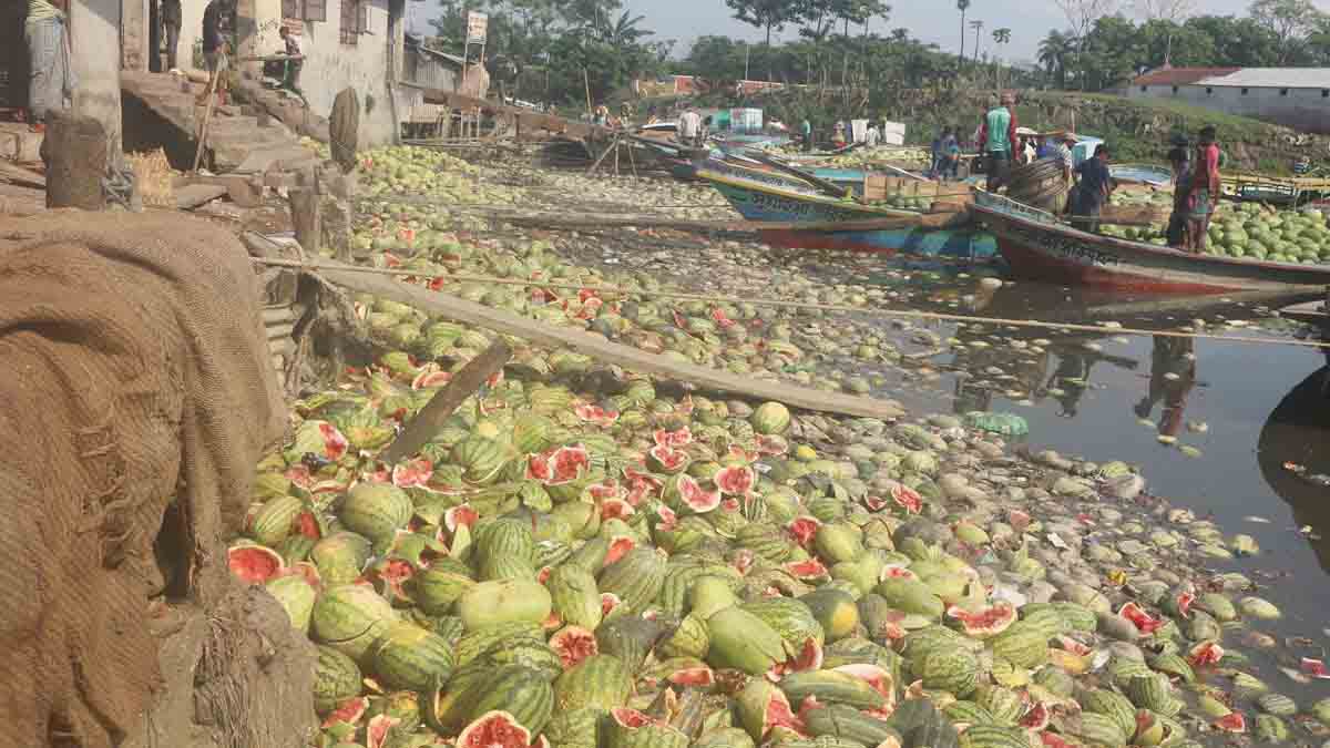 বরিশালে পানির দামে বিক্রি হচ্ছে তরমুজ, ফেলা হচ্ছে নদীতে