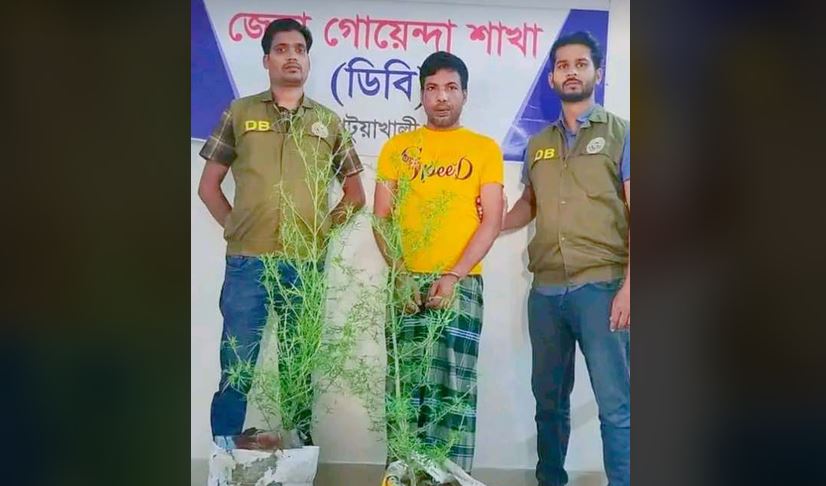 পটুয়াখালীতে গাঁজার গাছসহ আটক ১
