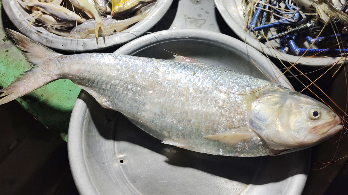 পায়রা নদীতে মিলল আড়াই কেজি ওজনের ইলিশ