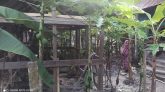 বানারীপাড়ায় পুলিশ কর্মকর্তাকে চুরি মামলা দেয়ার হুমকি!