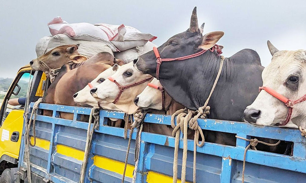 মহাসড়কে অস্ত্রের মুখে জিম্মি করে ১৭ গরু লুট