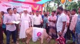কালিয়ায় প্রান্তিক জেলেদের মাঝে গরু বিতরণ