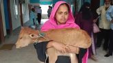 ঝালকাঠিতে গাভী নিয়ে গেলেন বিএনপি নেতা, বাছুর কোলে আদালতে নারী