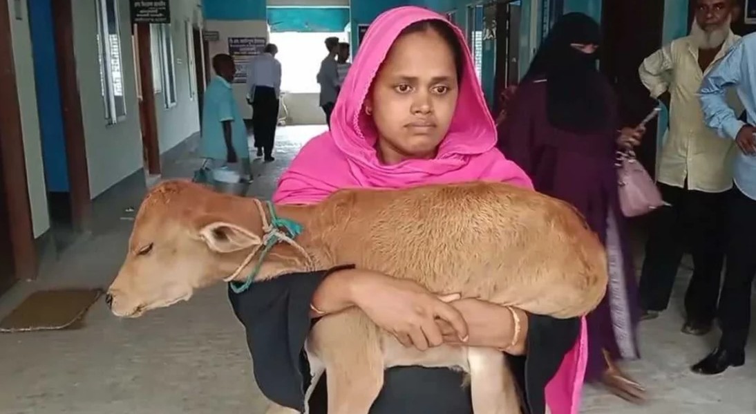 ঝালকাঠিতে গাভী নিয়ে গেলেন বিএনপি নেতা, বাছুর কোলে আদালতে নারী