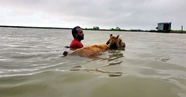 ভোলায় প্লা‌বিত বসতঘর, ভেসে গেছে গবা‌দিপশু