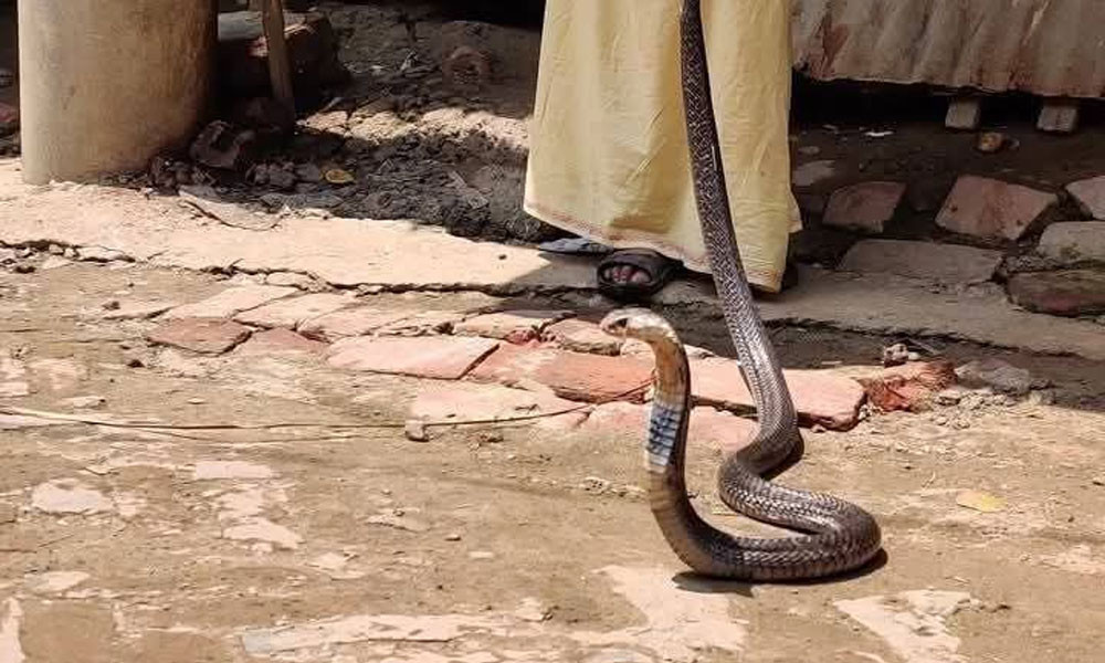 ভোলায় সাপের কাম‌ড়ে বৃদ্ধের মৃত্যু