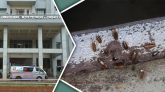 ভোলা হাসপাতাল: তেলাপোকার উৎপাতে বেডে থাকা দায় রোগীদের