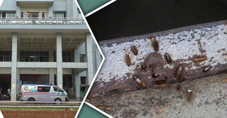 ভোলা হাসপাতাল: তেলাপোকার উৎপাতে বেডে থাকা দায় রোগীদের