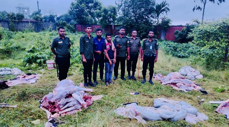 ঘোড়া জবাই করে বিক্রির সময় একজন আটক
